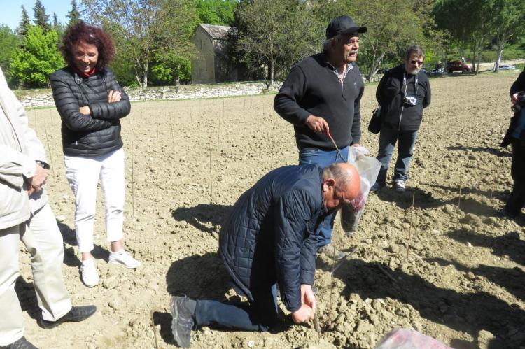 Le premier pied de vigne planté par le maire Dominique Bodon