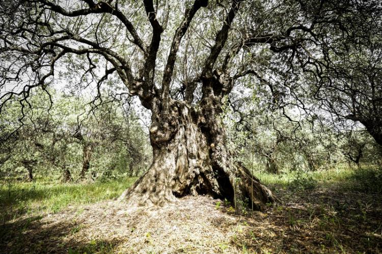 Cet olivier aurait plus de 2 000 ans. © Simon Saada