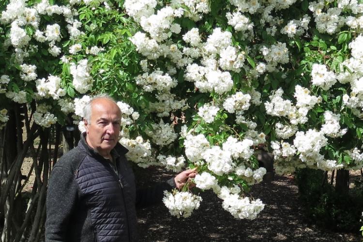 Jean-Paul Boyer devant un de ses rosiers