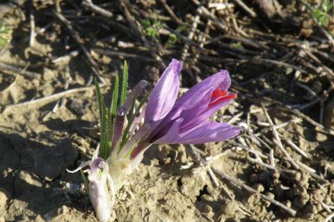 le crocus sativus
