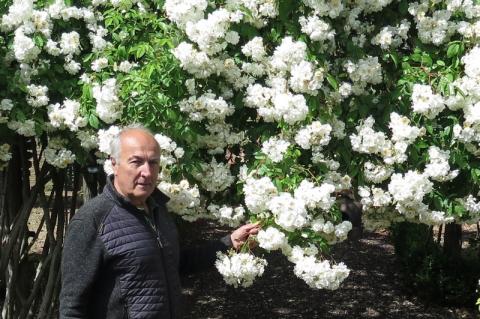 Jean-Paul Boyer devant un de ses rosiers