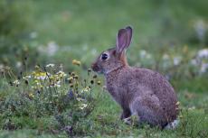 Lapin - Photo Fédération de chasse du Vaucluse/ventoux Magazine