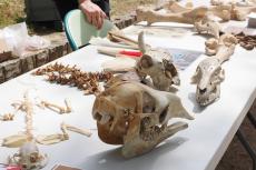 Atelier archéo-zoologie (Communication Vaison)