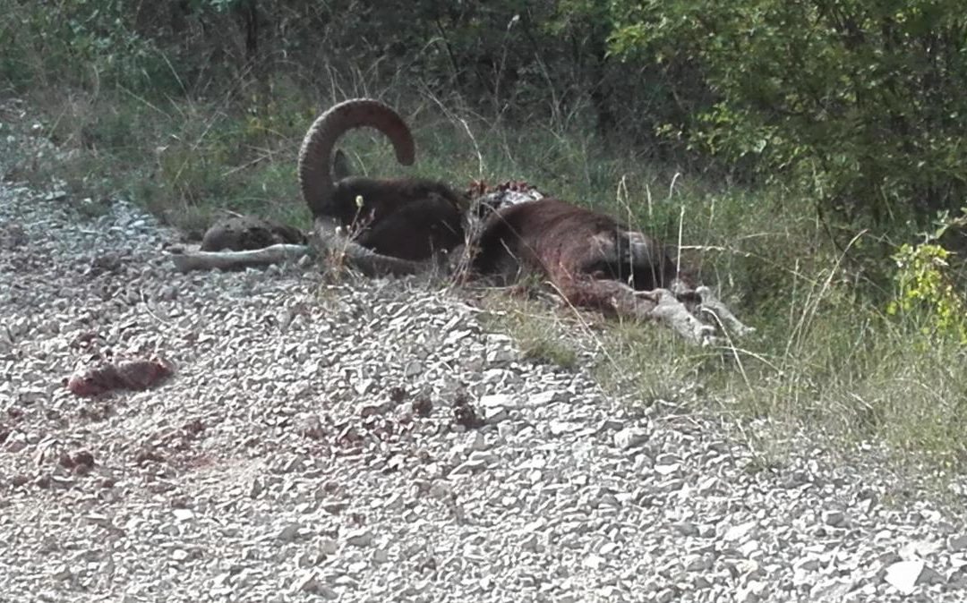 LE LOUP DU TOULOURENC A ENCORE FRAPPÉ