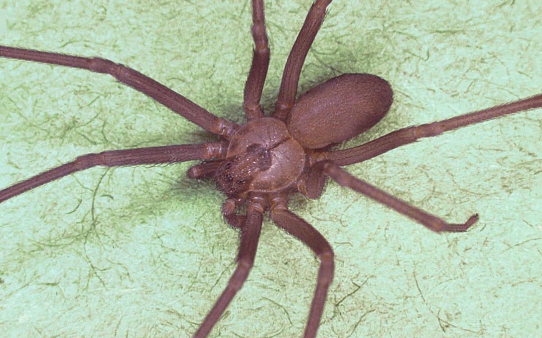 L’ARAIGNÉE VIOLONISTE DE VILLEDIEU FAIT LE BUZZ
