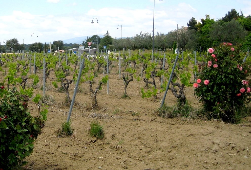 50 ANS EN BIODYNAMIE