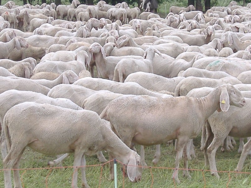 LA MALADIE DE LA LANGUE BLEUE EST LÀ