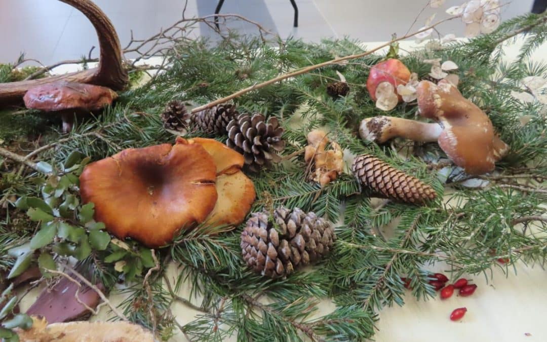 À LA DÉCOUVERTE DES CHAMPIGNONS