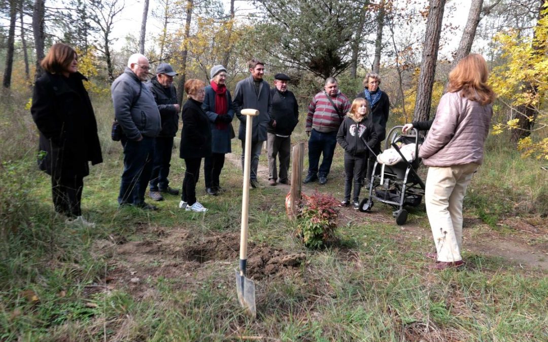 UN BAMBOU SACRÉ PLANTÉ POUR LA NAISSANCE DE MYA
