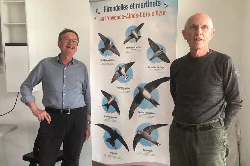 TOUT CE QUE VOUS AVEZ TOUJOURS VOULU SAVOIR SUR LES HIRONDELLES ET LES MARTINETS