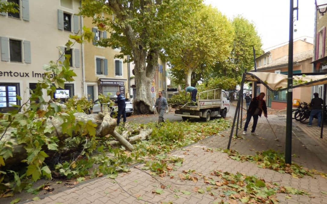 LA BRANCHE DU PLATANE CHUTE MAIS PAS DE BLESSÉ