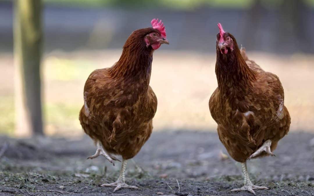 OPÉRATION « ROULE MA POULE ! J’ADOPTE 2 COCOTTES »
