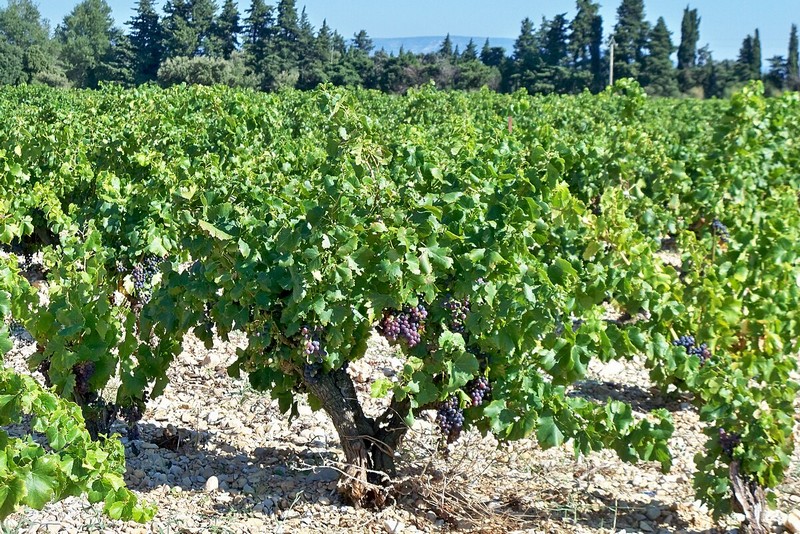 LOÏC, VIGNERON DES DENTELLES