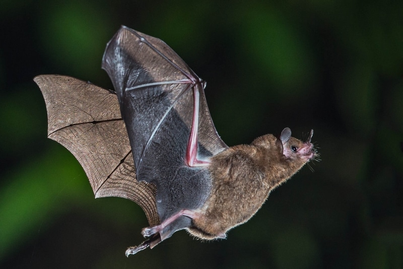 À LA DÉCOUVERTE DES CHAUVES-SOURIS