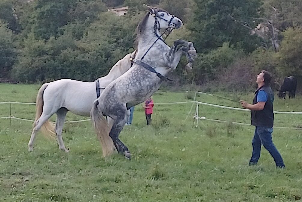 FÊTE DES ÉLEVEURS ET DU CHEVAL