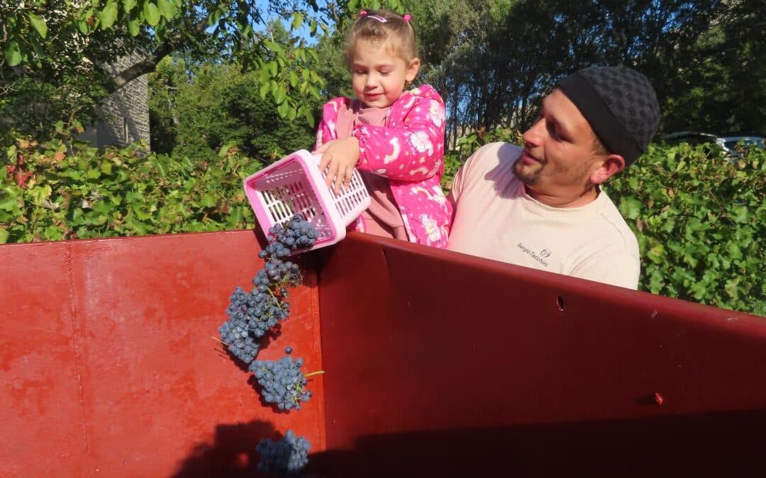 VENDANGES POUR LES ÉLÈVES DE MATERNELLE